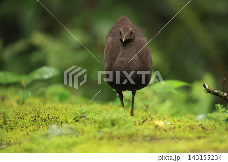 ムジシギダチョウ ムジシギダチョウ 143155234