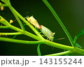 交尾するエサキモンキツノカメムシ 143155244