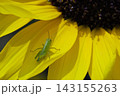 ひまわりに止まるバッタの幼虫 143155263