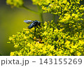 オミナエシとルリモンハナバチ 143155269