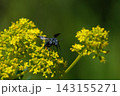 オミナエシとルリモンハナバチ 143155271