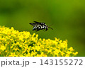 オミナエシとウスルリモンハナバチ 143155272