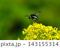 オミナエシとウスルリモンハナバチ 143155314