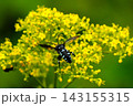 オミナエシとウスルリモンハナバチ 143155315