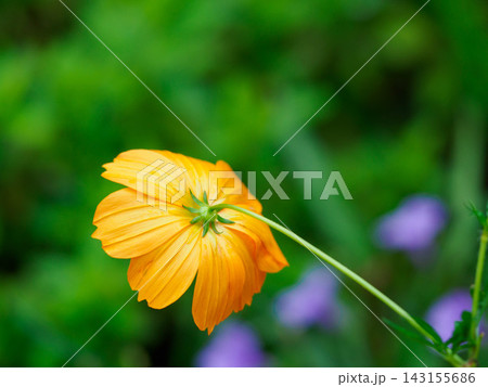 庭に咲く黄花コスモスの花びら 庭に咲く黄花コスモスの花びら 143155686