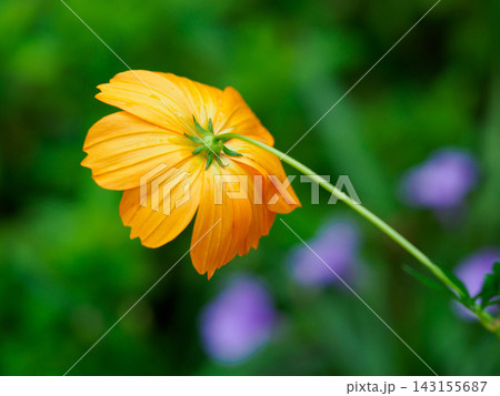 庭に咲く黄花コスモスの花びら 143155687