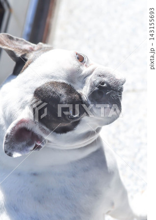 dog or french bulldog, unaware French bulldog 143155693