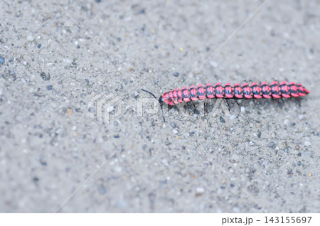 Flat backed millipede or  Polydesmida or Paradoxosomatidae or Orthomorpha or Orthomorpha parasericata or  Antheromorpha uncinata or Flat-backed millipede or red Millipede 143155697
