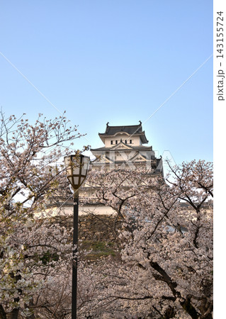 満開の桜と世界遺産姫路城の春景色 143155724