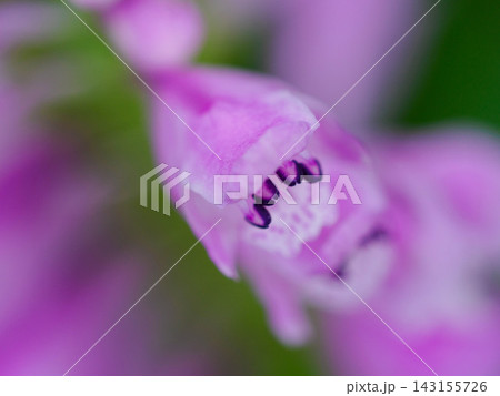 8月から9月に花壇で見るハナトラノオ 8月から9月に花壇で見るハナトラノオ 143155726