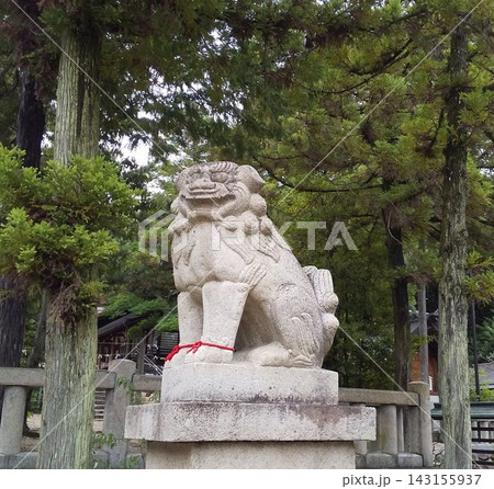 神社にある狛犬 神社にある狛犬 143155937
