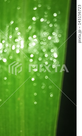Fresh green leaf texture with natural morning raindrops 143156723