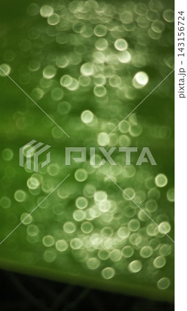 Detailed close-up of plant foliage covered in clean water drops Detailed close-up of plant foliage covered in clean water drops 143156724