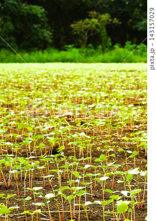 夏に芽を出した蕎麦の苗-4 夏に芽を出した蕎麦の苗-4 143157029