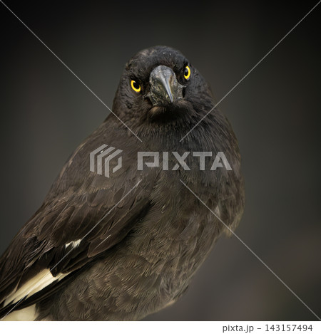 Pied Currawong Pied Currawong 143157494