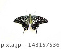 アゲハ蝶　アゲハチョウ　ナミアゲハ　蝶　チョウ 143157536