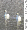 白鳥　渡り鳥　窪田水辺の楽校　米沢市 143157576