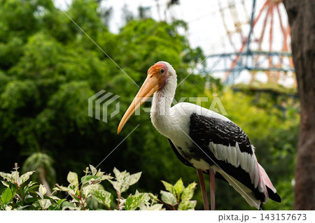Majestic Waterbird Stands Gracefully Amidst Lush Greenery With Colorful Background, Showcasing Its Unique Features and Natural Habitat. Majestic Waterbird Stands Gracefully Amidst Lush Greenery With Colorful Background, Showcasing Its Unique Features and Natural Habitat. 143157673