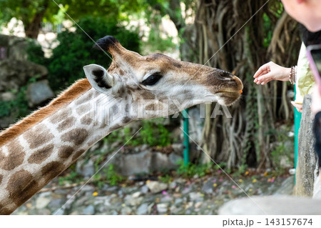 A Close Encounter with a Giraffe: Capturing the Interactions Between Humans and Wildlife in a Serene Environment. A Close Encounter with a Giraffe: Capturing the Interactions Between Humans and Wildlife in a Serene Environment. 143157674