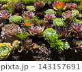 Succulent garden background top down flat lay pattern of colorful echeveria plants 143157691