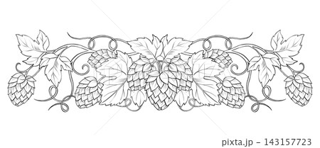 Hand-drawn hop cones and leaves text divider illustration 143157723