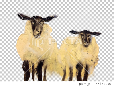 Charcoal and acrylic painting of two sheep on Japanese paper Charcoal and acrylic painting of two sheep on Japanese paper 143157950