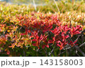 色づくドウダンツツジ 143158003