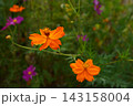 満開のコスモス 143158004