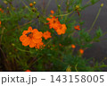 満開のコスモスに止まる虫 143158005