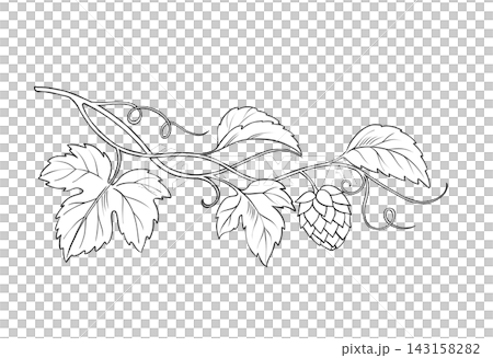 Hand-drawn black and white line art illustration of a hops branch with leaves and cone Hand-drawn black and white line art illustration of a hops branch with leaves and cone 143158282