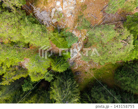 Bird's eye view of a forest with trees and rocky terrain during daytime 143158755
