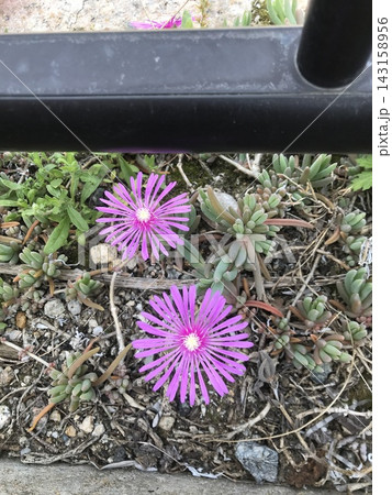 ピンク色の花を咲かせたマツバギクの写真 ピンク色の花を咲かせたマツバギクの写真 143158956
