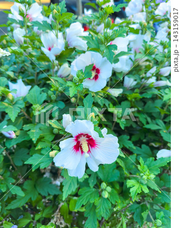 White hibiscus flowers blooming in a garden near a street during daytime 143159017