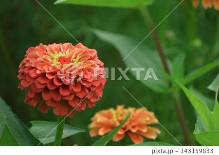 ガーデニングの定番の花 ガーデニングの定番の花 143159833