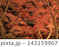 ライトアップされ赤やオレンジ色が鮮やかな筑波山の紅葉 143159907