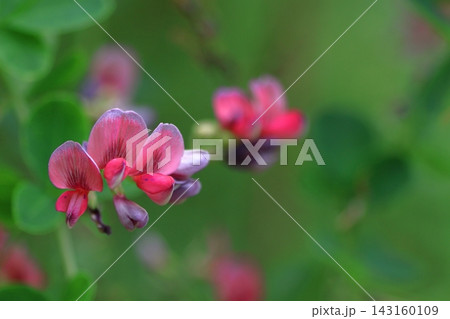 中秋の名月に供える花 中秋の名月に供える花 143160109