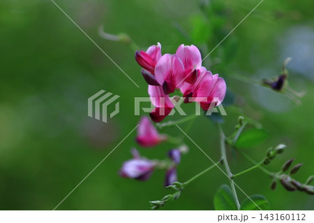 中秋の名月に供える花 143160112