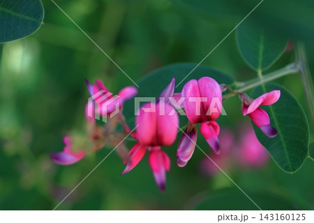 中秋の名月に供える花 143160125