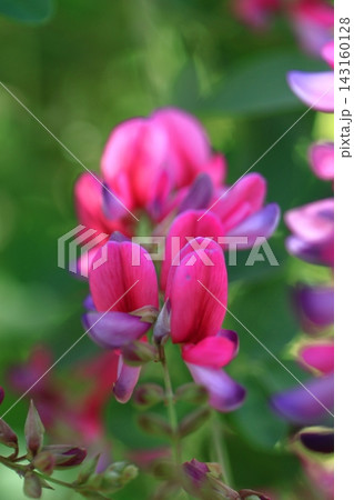 中秋の名月に供える花 中秋の名月に供える花 143160128