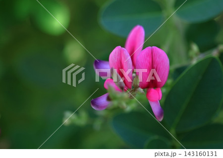 中秋の名月に供える花 143160131