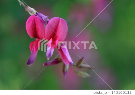 中秋の名月に供える花 中秋の名月に供える花 143160132
