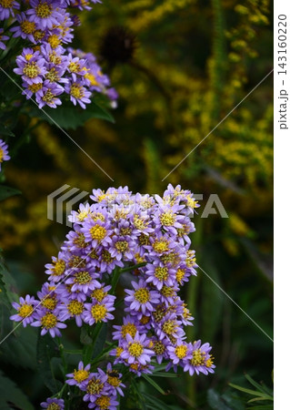 十五夜の時期に咲く薄紫の花 143160220