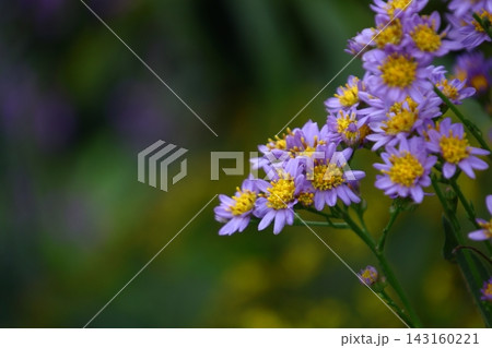 十五夜の時期に咲く薄紫の花 十五夜の時期に咲く薄紫の花 143160221