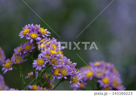 十五夜の時期に咲く薄紫の花 143160223
