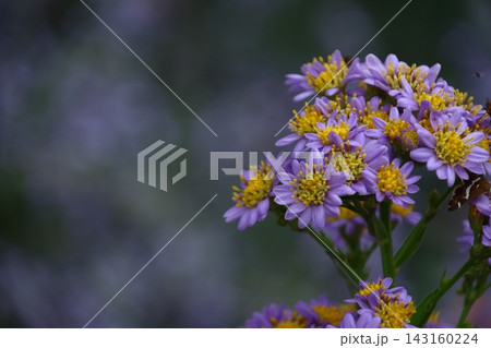 十五夜の時期に咲く薄紫の花 143160224