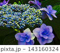 アジサイ満開 143160324
