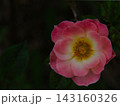 ピンク色の花のアップ 143160326