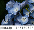 青い紫陽花 143160327