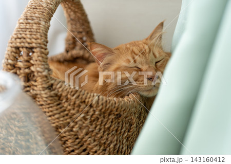 窓辺で眠る猫　茶トラ猫 143160412