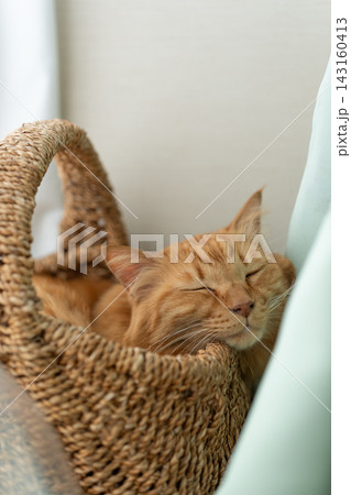 窓辺で眠る猫 茶トラ猫 窓辺で眠る猫 茶トラ猫 143160413